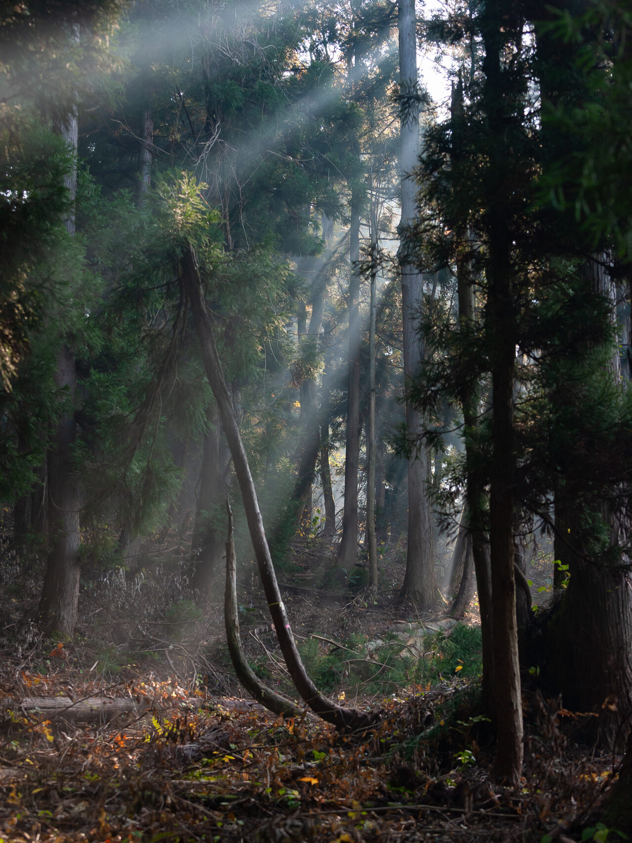 魚沼市森林組合 6752